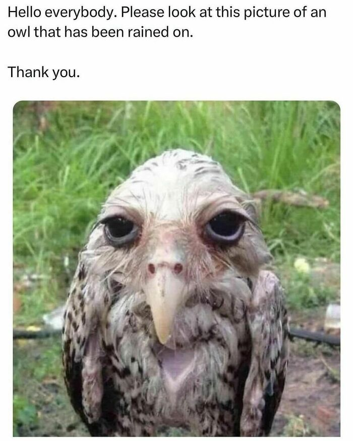 1727793759309.png