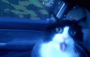 2-cats.gif