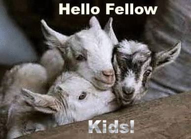 baby_goats.gif