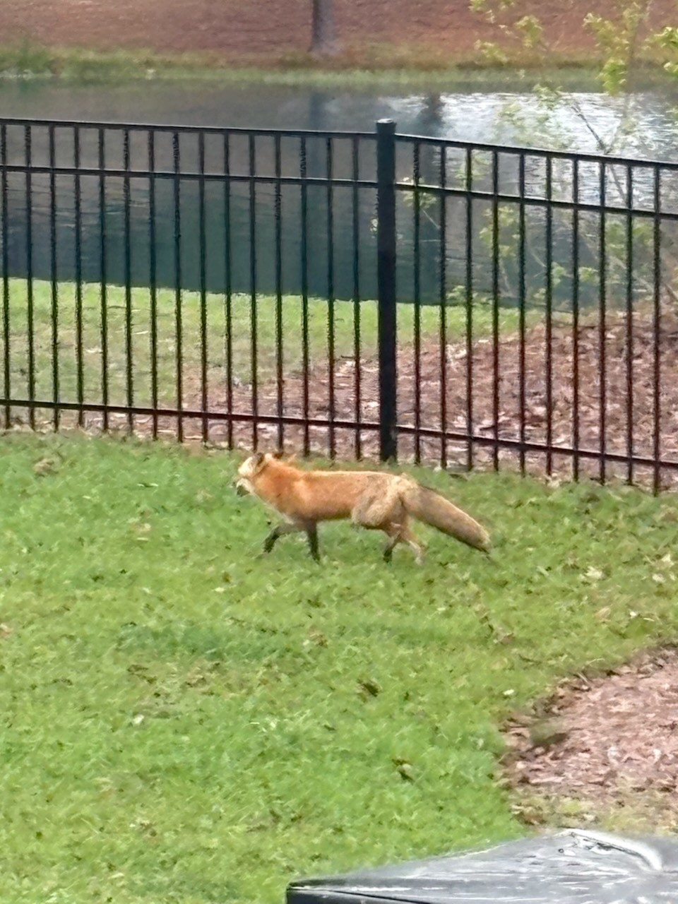 Backyard Fox.jpg
