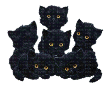 black-cats.gif