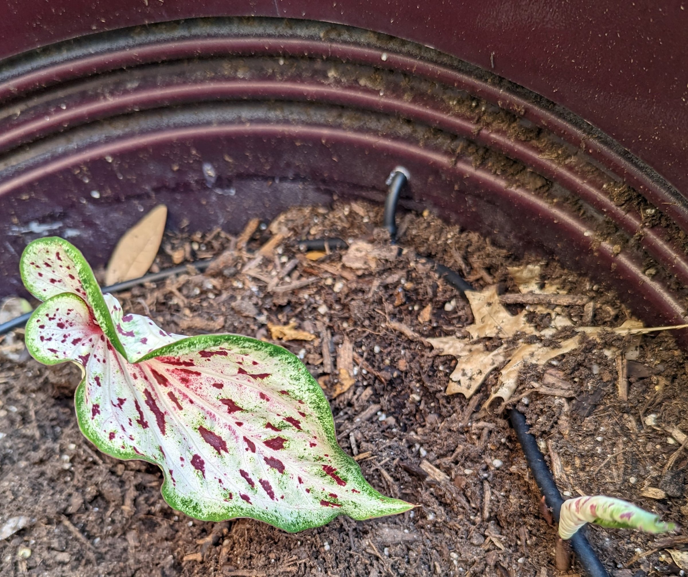 Caladium.jpg