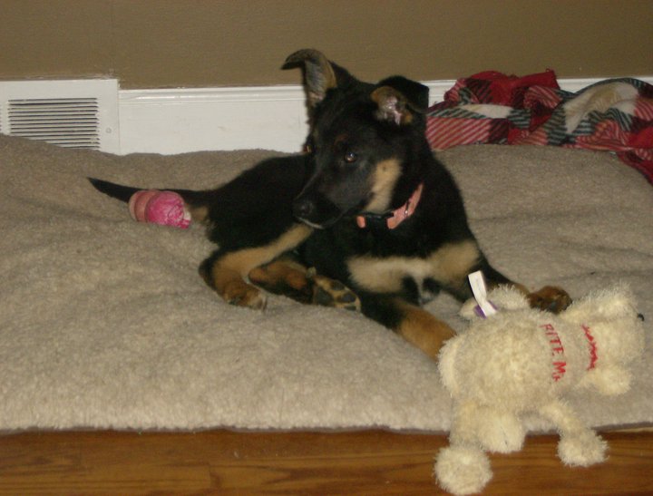 Carson Puppy.jpg