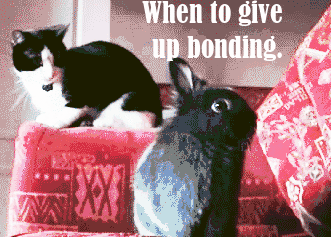 cat+bunny.gif