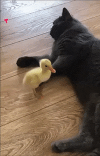 cat+duck.gif