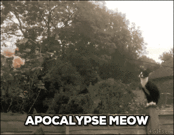 cat.gif