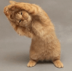 cat1.gif