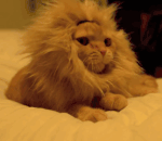 cat2.gif