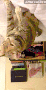 cat3.gif