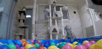 cat_bounce_ball_pit.gif
