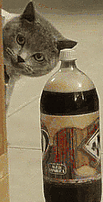 cat_grabs_rootbeer.gif