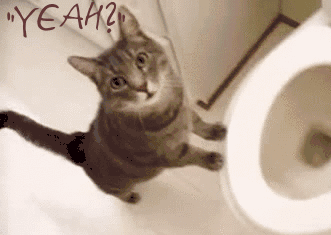 cattitude.gif