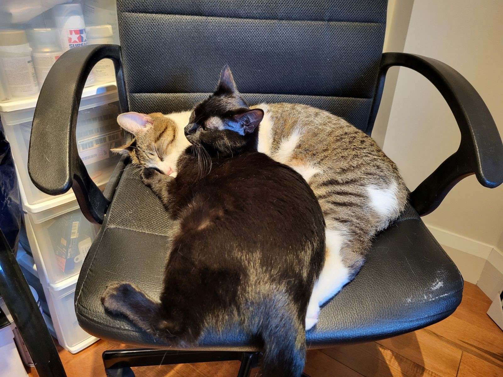 chaircats.jpg