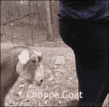 choppa-go-goat.gif