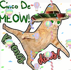Cinco-De-Meow (2).gif