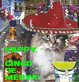 cinco-de-meow.gif