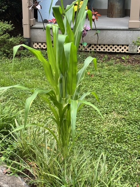 corn.jpg