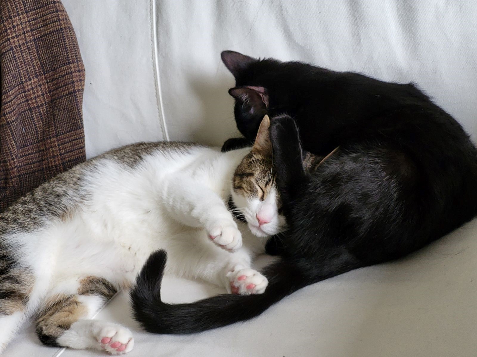 couchcats.jpg