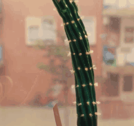 dancing_cactus_wilted_in_heat.gif