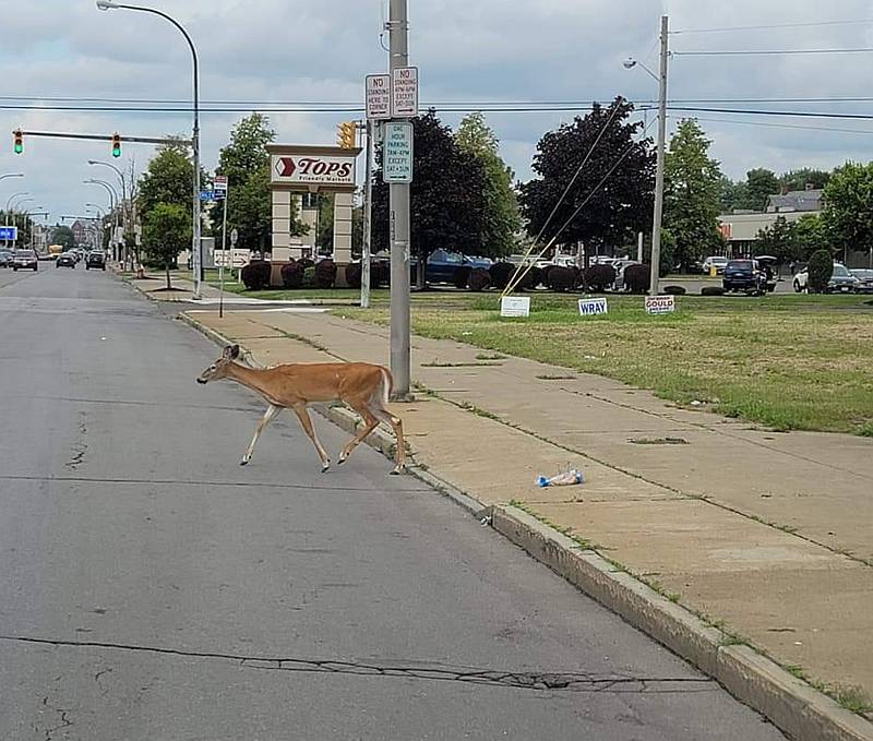 deer_near_jefferson_avenue.jpg