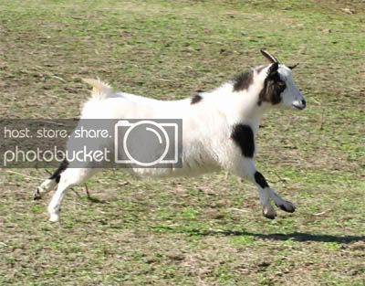 dirty_goat.jpg