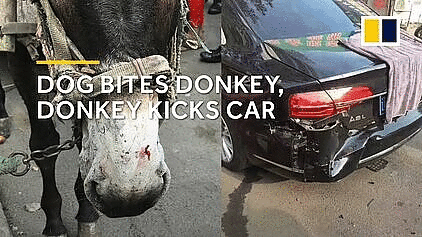 dog-bites-donkey-kicks-car.gif