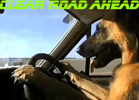 dog-drive-on-clear-road.gif