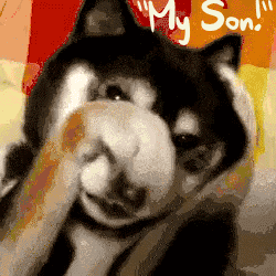 dog_hides_eyes.gif