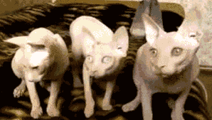 Dr-Evil_cat-dance.gif