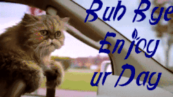 Drive-by-Kitteh.gif