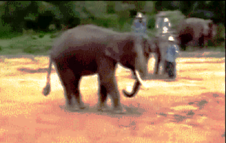 elephant.gif