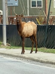 elk on sidewalk.jpg