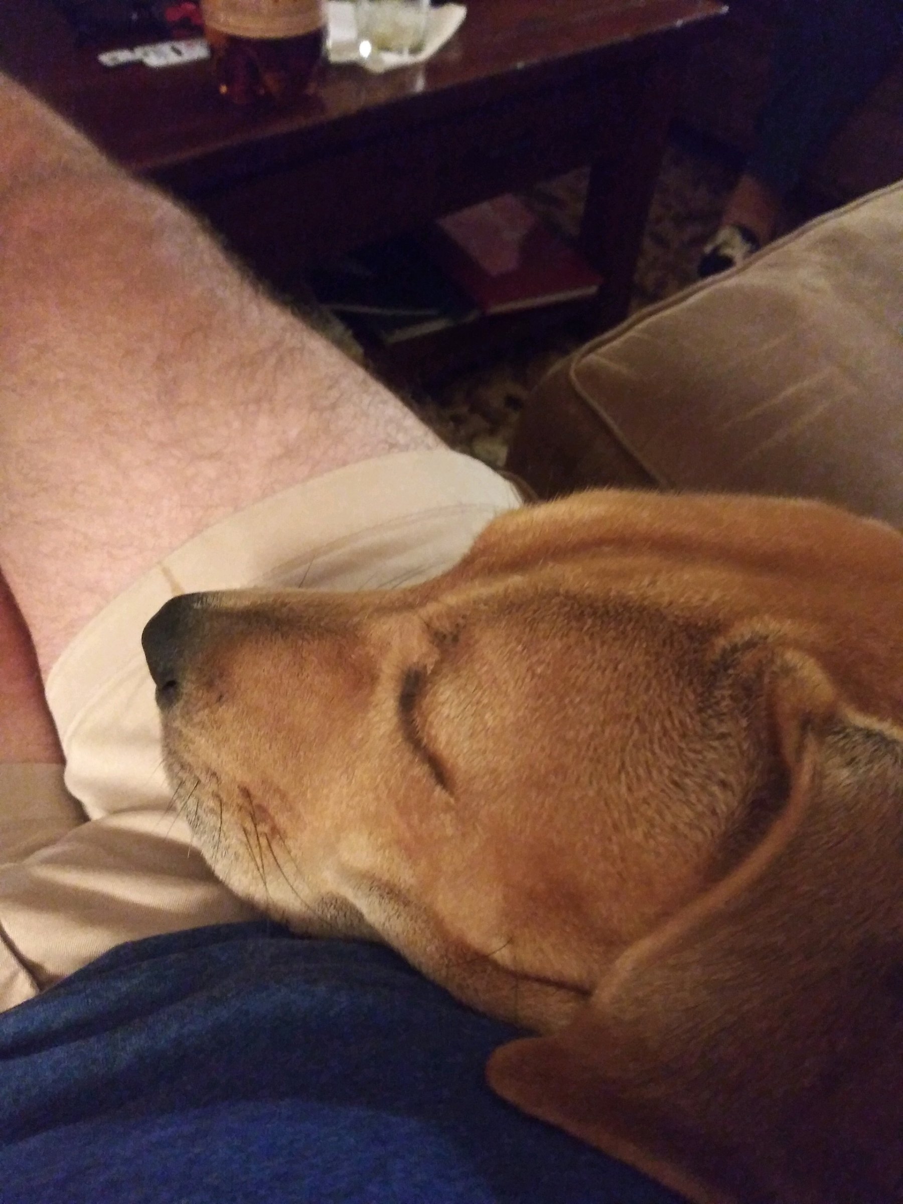 Ginger 1.jpg