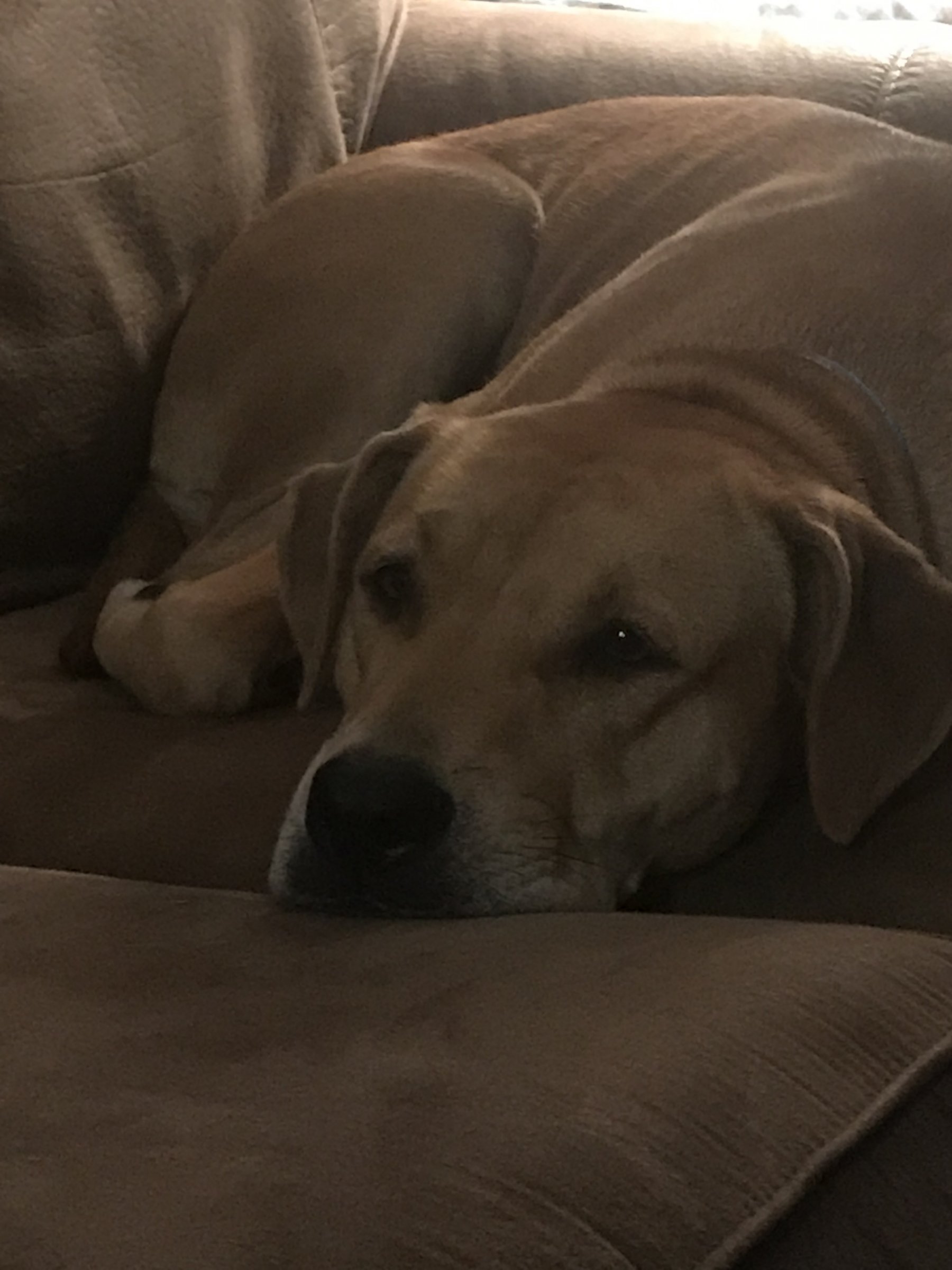 Ginger 2.jpg