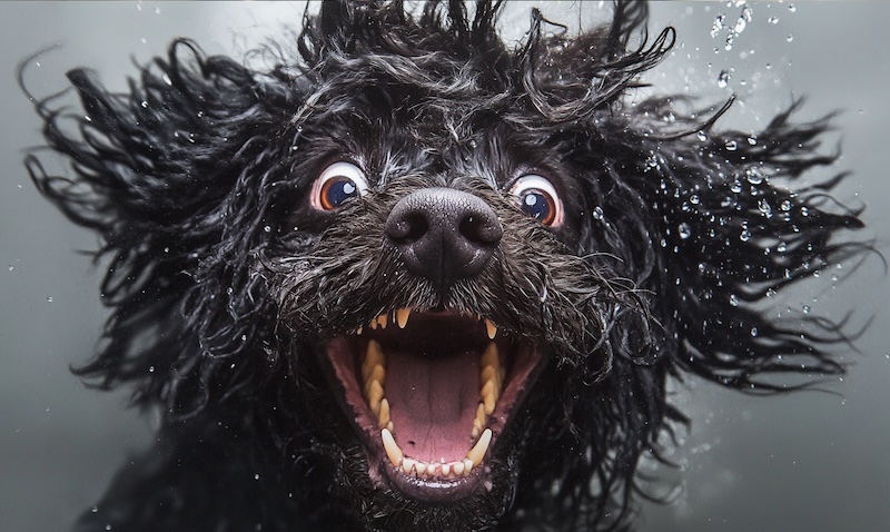 good boi 1.jpg