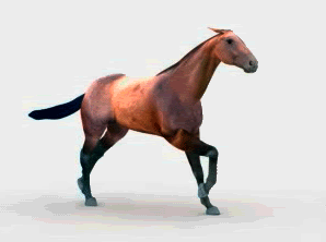 happy_galloping_horse.gif