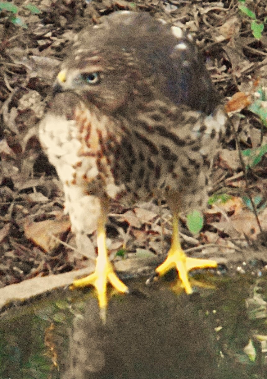 hawk in bath.JPG