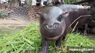 hippo.gif