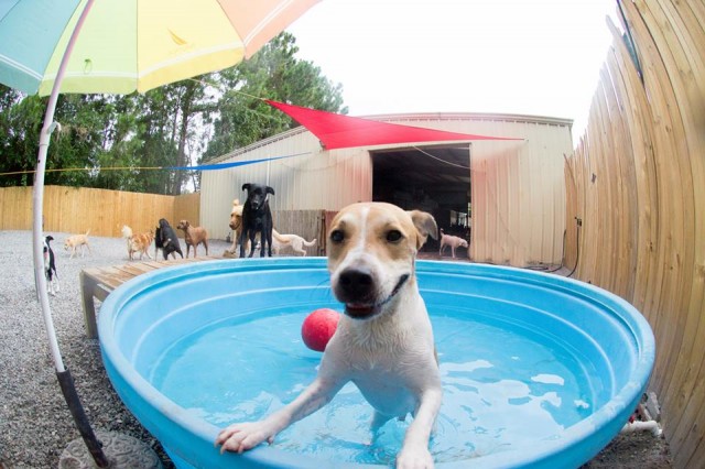 Jack_swimming.jpg