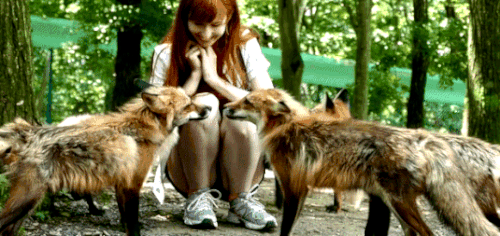 Japan_Fox-Village.gif