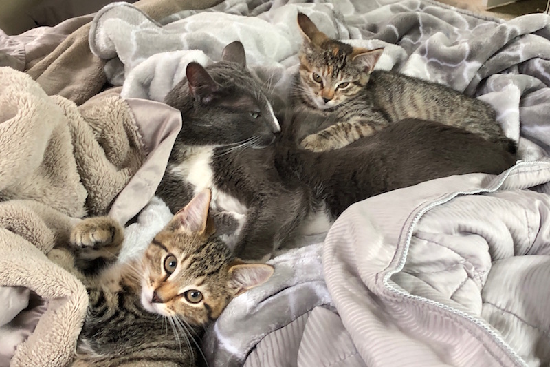 kittehs.jpg