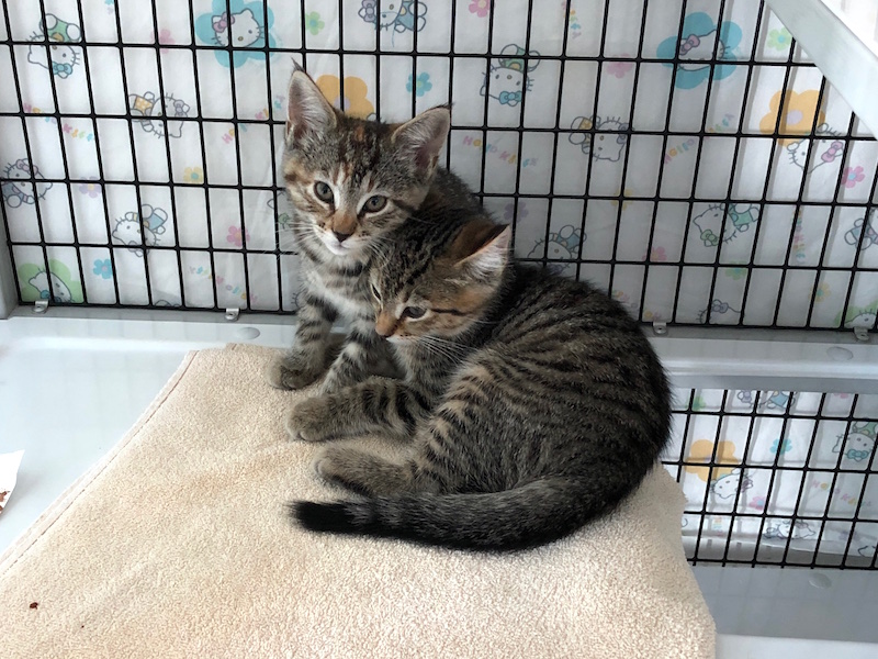 kitties.jpg