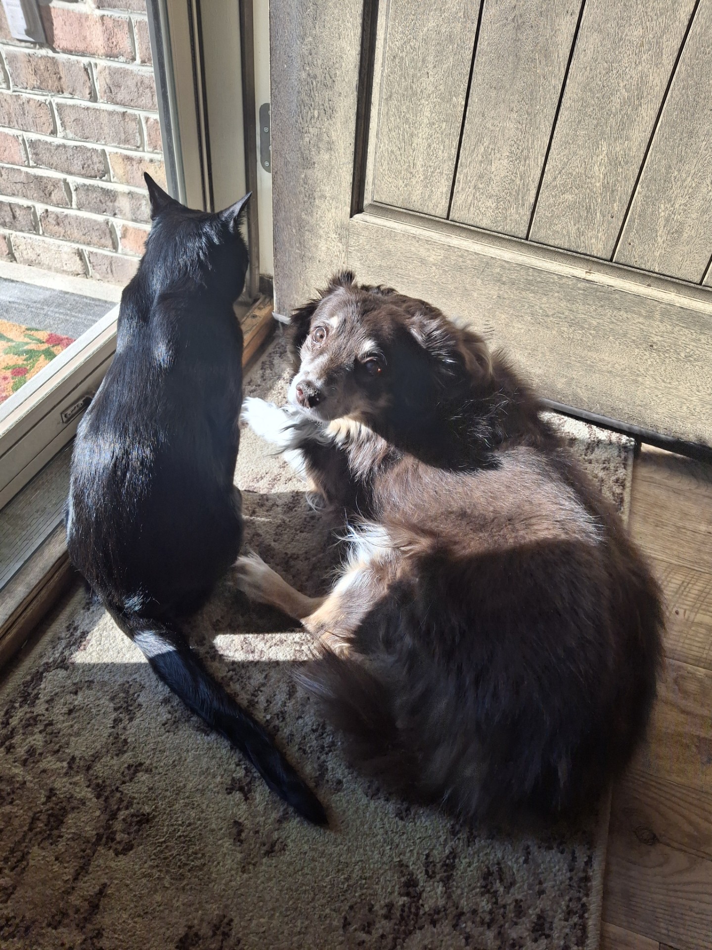 koda-ringo-jpg.66102