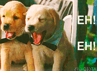 Labrador_pups_say_EH-EH.gif