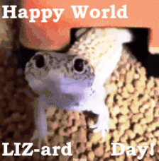 LIZ-ard-.gif