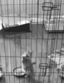 lockbox.gif