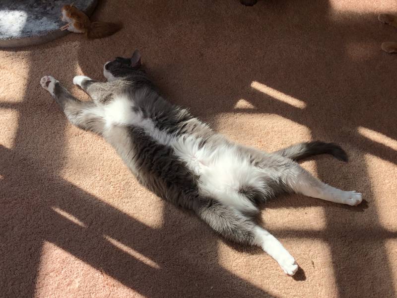 long_kitty.jpg