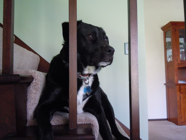 Luke_on_stairs.jpg