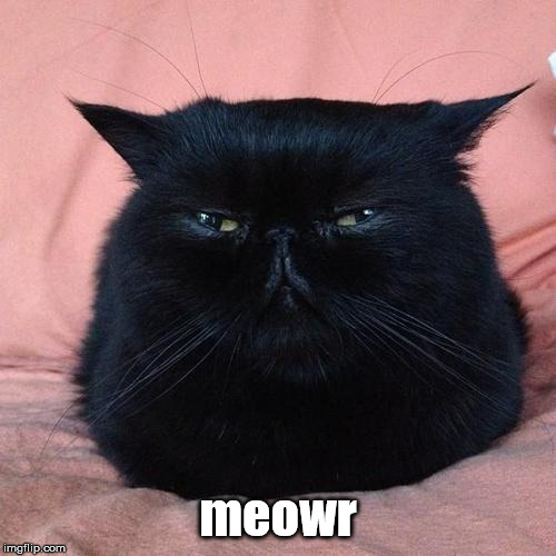 meme_cat meowr.jpg