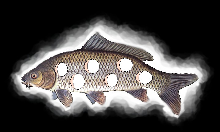 meme_holy carp.jpg